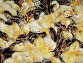 incubar codorniz  elsitioavicola