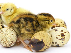 pollito codorniz, huevo ElSitioAvicola 