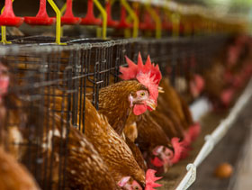 jaulas de ponedoras  elsitioavicola