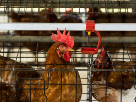 ponedoras de huevo El Sitio Avicola