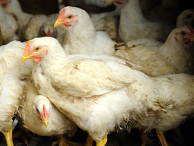 pollo de engorde   El Sitio Avicola