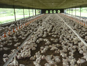 ventilacion pollos  elsitioavicola