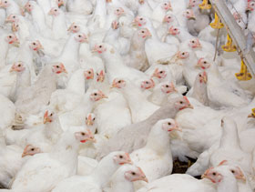 pollo de engorde   El Sitio Avicola