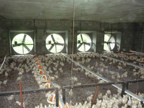 Ventilacion de pollos  elsitioavicola