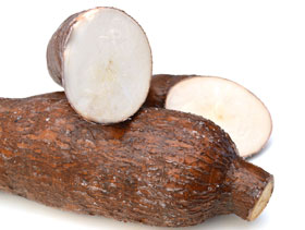 Yuca para ponedoras  El Sitio Avicola