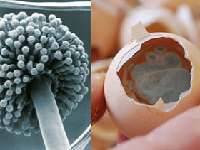 Aspergillus     el sitio avicola