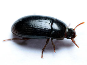 escarabajo negro   el sitio avicola