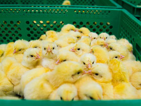 pollitos   El Sitio Avicola