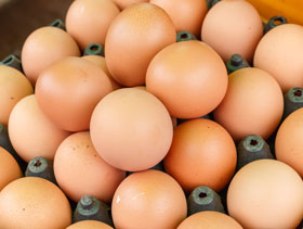 huevo rojo el sitio avicola