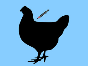 vacunacion de pollos El Sitio Avicola