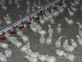 bebederos de pollos      el sitio avicola