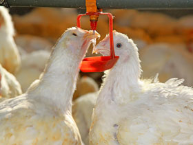 pollos bebederos  El Sitio Avicola