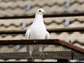 paloma reproductora El Sitio Avicola