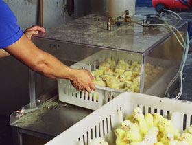 vacunacion por rocio pollitas   ElSitioAvicola