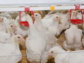 bebederos pollos  El Sitio Avicola