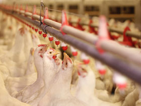 reproductoras pesadas El Sitio Avicola