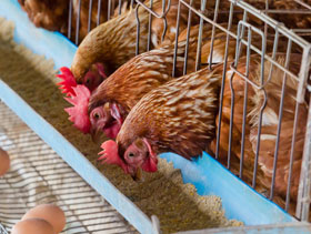 nutricion de ponedoras  ElSitioAvicola