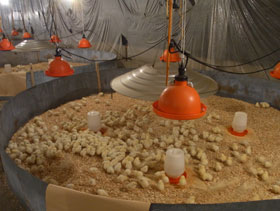 pollitas ponedoras   El Sitio Avicola