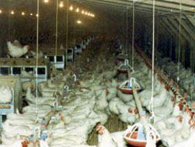 reproductoras pesadas  el sitio avicola