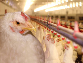 reproductoras pesadas   el sitio avicola