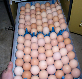 seleccion de huevos fertiles, el sitio avicola