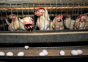 ponedoras de desecho, el sitio avicola, ponedoras
