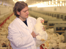 manejo de reproductoras, avicultura, el sitio avicola
