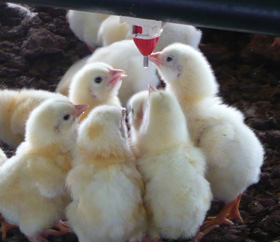 nutricion de los pollos