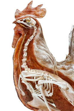 nutricion de pollo, avicultura, salud aviar, el sitio avicola