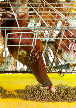 nutricion de pollo, el sitio avicola