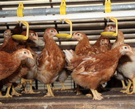 nutricion de pollos, el sitio avicola