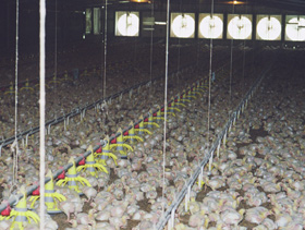 enfriamiento en casetas avicolas, cria de aves, el sitio avicola, Chris Wright