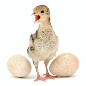 tratamiento de pavitos, el sitio avicola, avicultura, salud animal, pavos