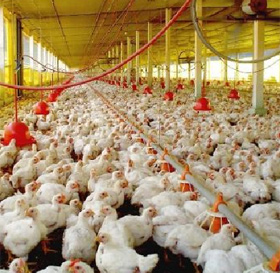 produccion de pollo mundial, produccion de pollo en el mundo 2013