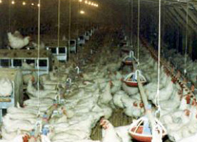 produccion pico en ponedoras