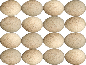 calidad de huevos de pavos