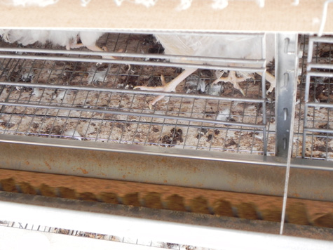 coccidiosis en pollos