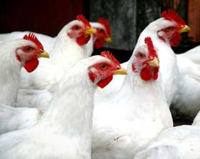 alimentos balanceados para animales, el sitio avicola, el sitio porcino, chris wright, editor