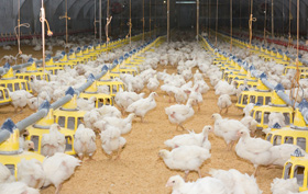 calefaccion en galpon de pollos