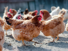 Razones por las cuales las gallinas dejan de poner huevos - El Sitio Avicola