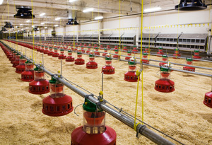 produccion de huevos fertiles, el sitio avicola