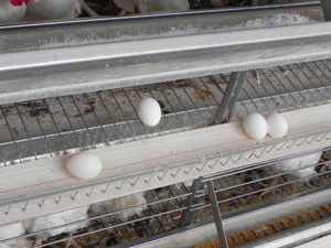 alojamiento de ponedoras