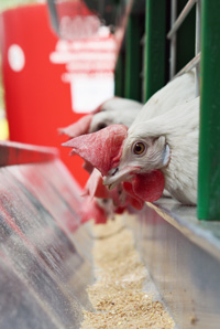 alojamiento de ponedoras, el sitio avicola