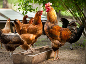 Dr Rivera Garcia, industria avicola en colombia, amevea