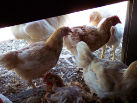  alimentacion de pollos,  el sitio avicola
