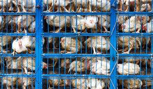  problemas de trasladar pollo a planta de procesamiento