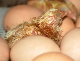 como incubar huevos an gran altura