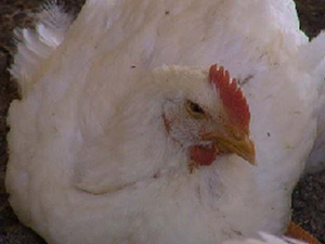 hormonas en pollos de engorde, nick dale, adam davis, el sitio avicola