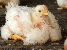 problemas de humedad en la cama de pollos de engorde