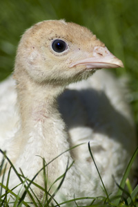 pavipollo, pavo, pollo, enfermedades en pavos